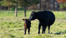 Bluetongue virus impact: Calving 2026